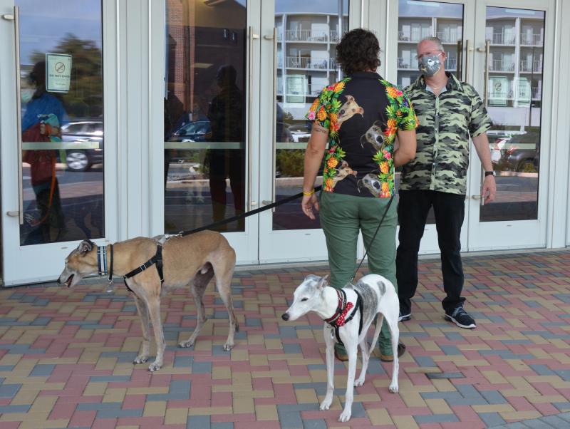 Greyhounds Reach the Beach a success in Rehoboth Cape Gazette